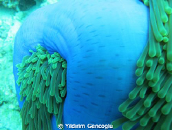 Anemon. by Yildirim Gencoglu 